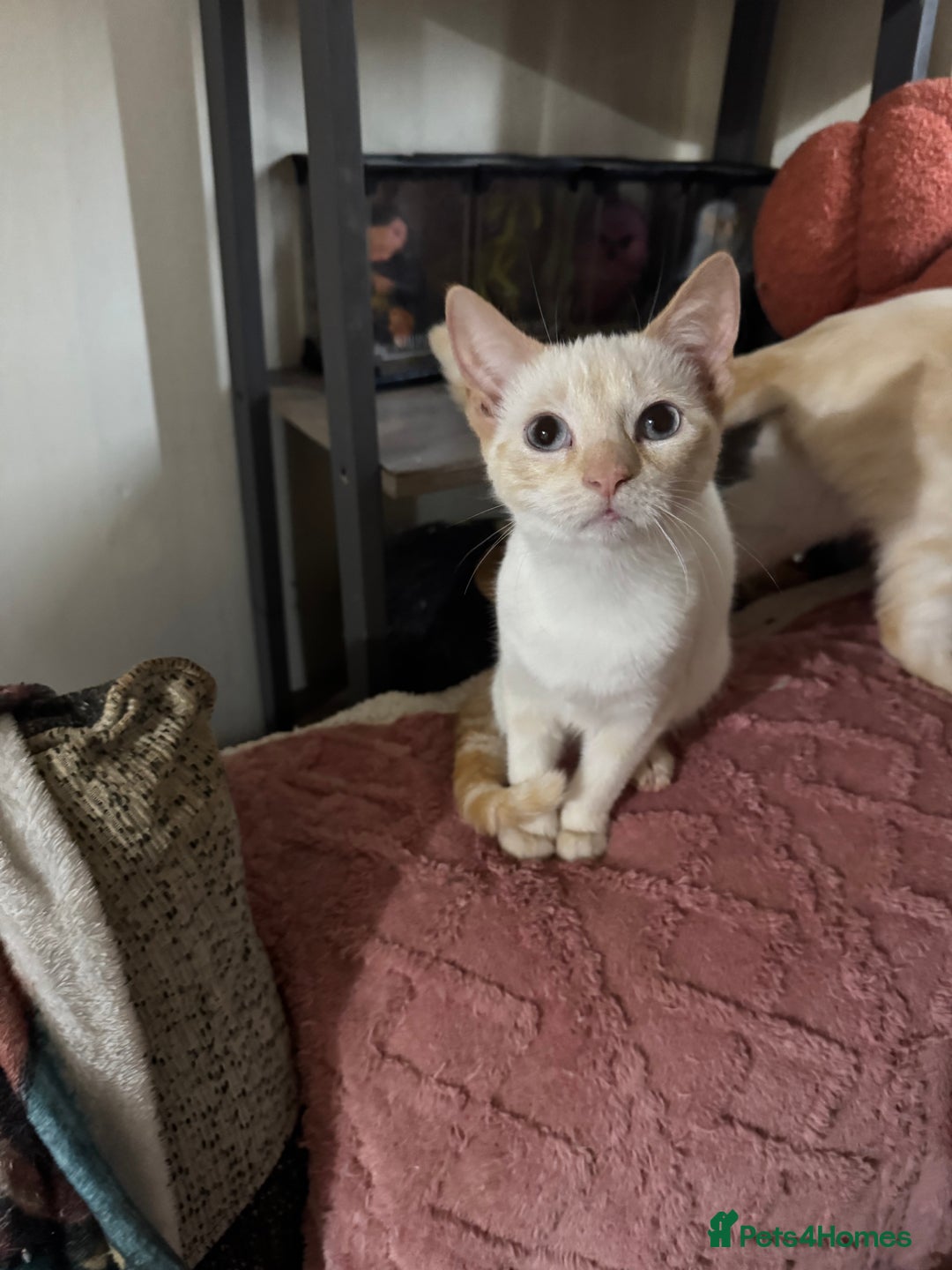 Domestic Shorthair cats for sale: Beautiful 18 week Old kittys  - Advert 2