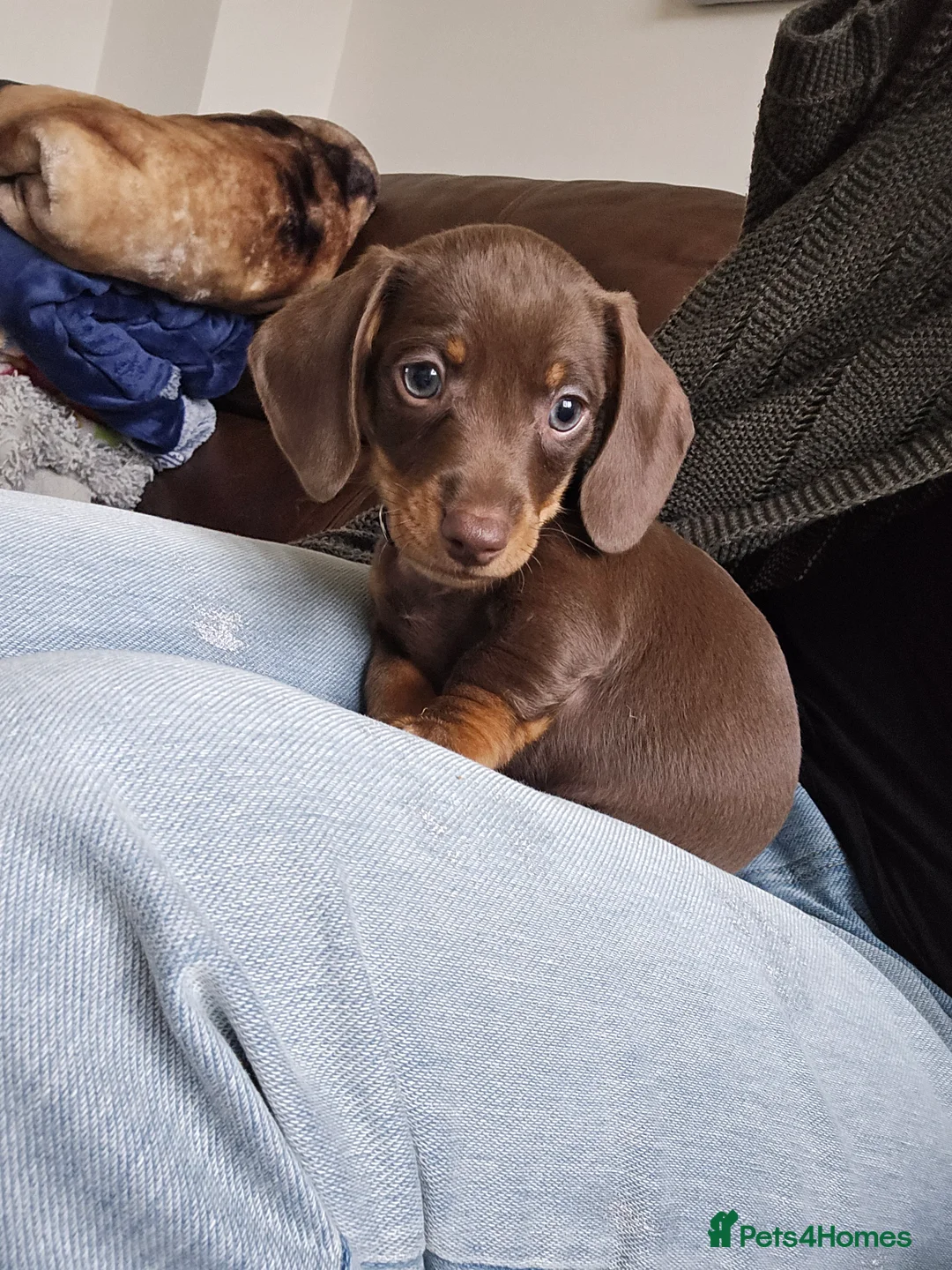Miniature Dachshund dogs for sale: KC registered miniature Dachshund 🐶  - Advert 29