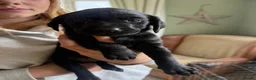 Labrador Retriever dogs for sale: Fantastic litter of working Labradors  - Advert 4