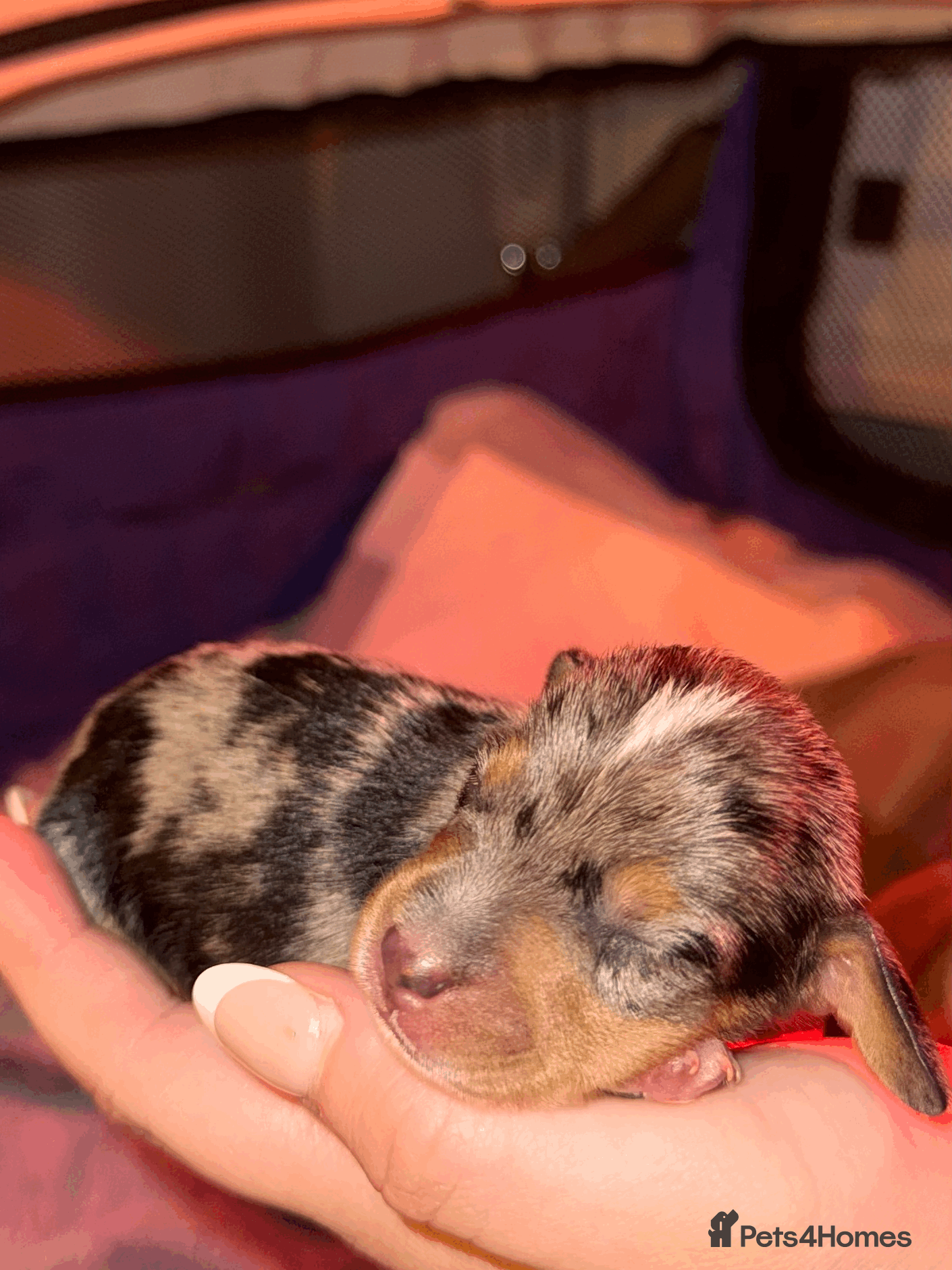 Miniature Dachshund dogs KC REG Smooth Hair Miniature Dachshund Puppies - Advert 1