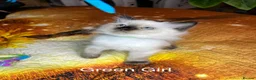 Ragdoll cats for sale: 💖Fabulous Pure Ragdoll Kittens Waiting for Love❤️ - Advert 25