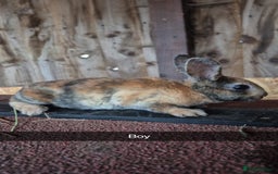 Rex rabbits for sale: Baby Rex rabbits 8 weeks old  - Image 1