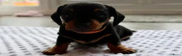 Miniature Dachshund dogs for sale: Miniature Black & Tan Dachshund 2 boys 1 girl - Advert 6