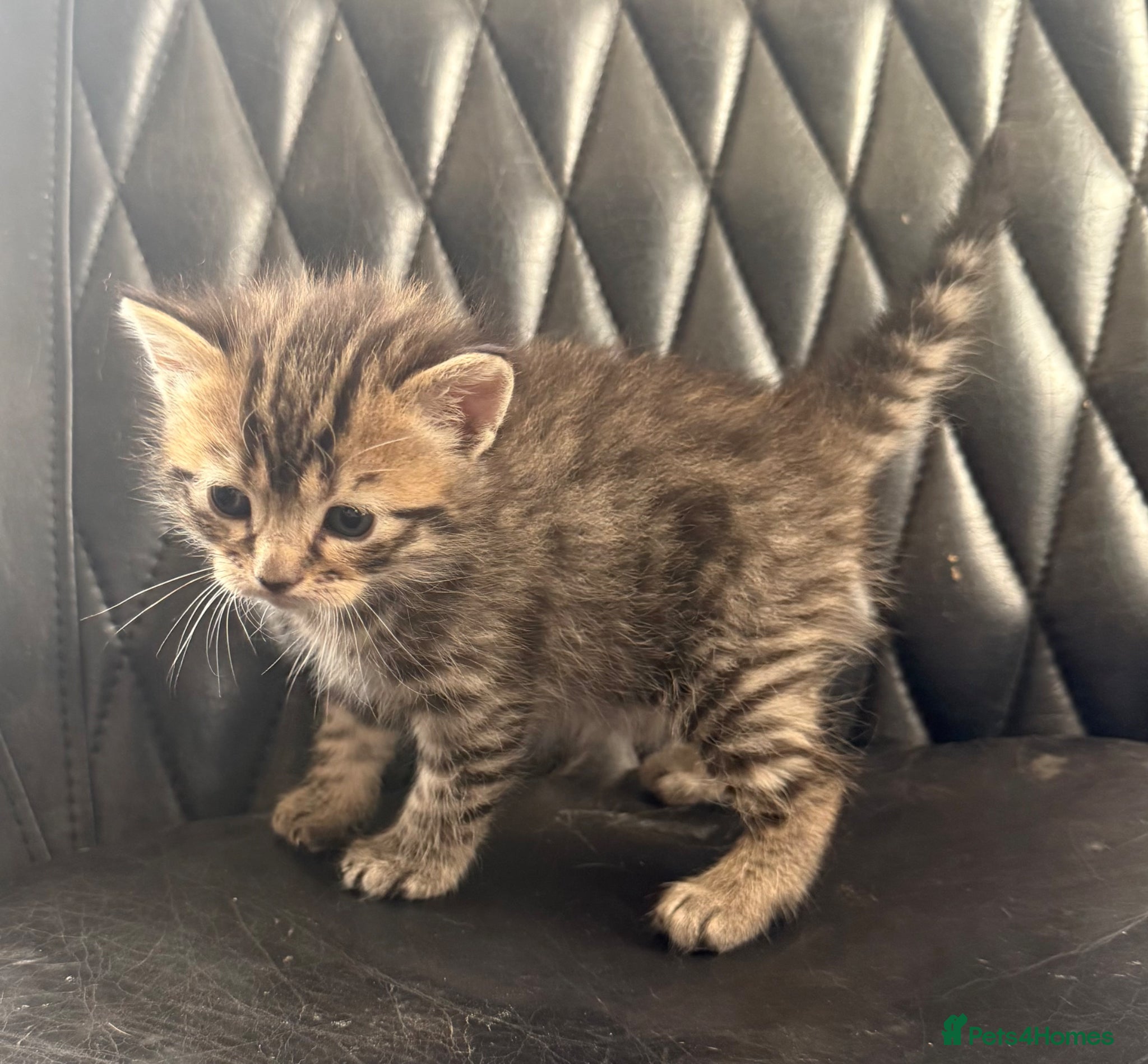 Bengal cats Stunning Bengal kittens  - Advert 4