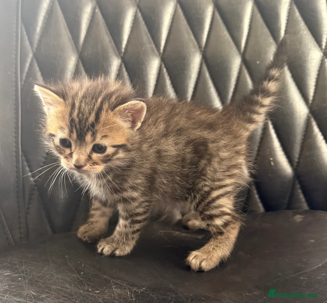 Bengal cats for sale: Stunning Bengal kittens  - Advert 1