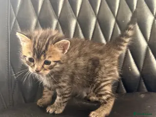 Bengal cats Stunning Bengal kittens - Advert 4