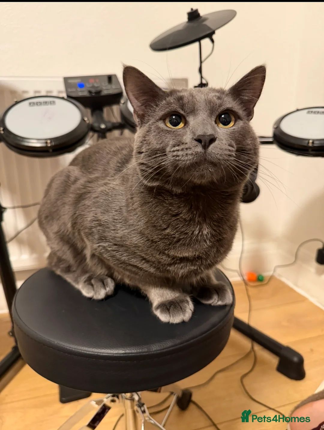Russian Blue cats for sale: Bingo Biy Russia blue 11 months  - Advert 2