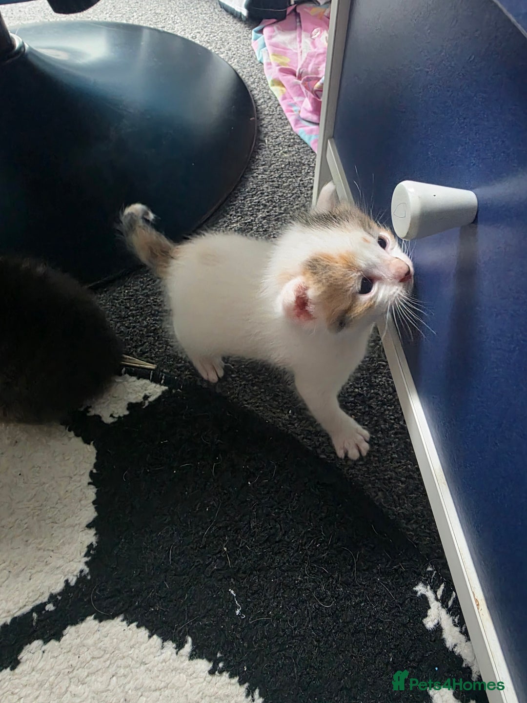 Mixed Breed cats for sale: Beautiful kittens  - Image 5