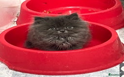 Ragdoll cats for sale: Ragdoll x Persian kittens  - Image 3