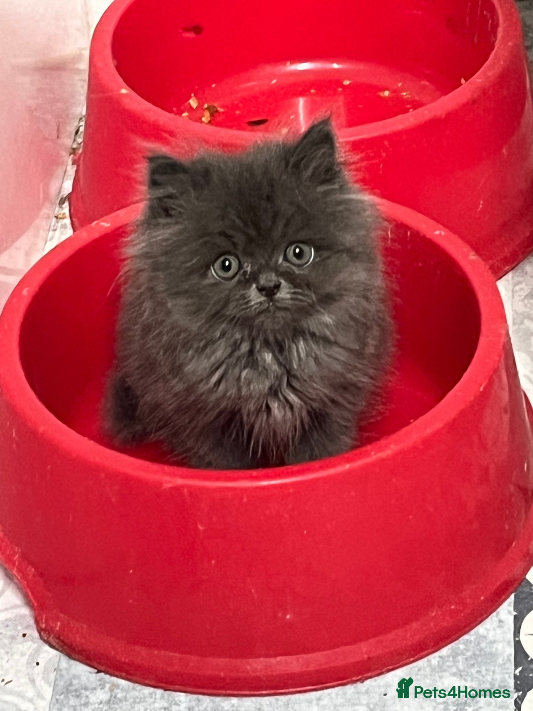 Ragdoll cats for sale: Ragdoll x Persian kittens  - Image 3