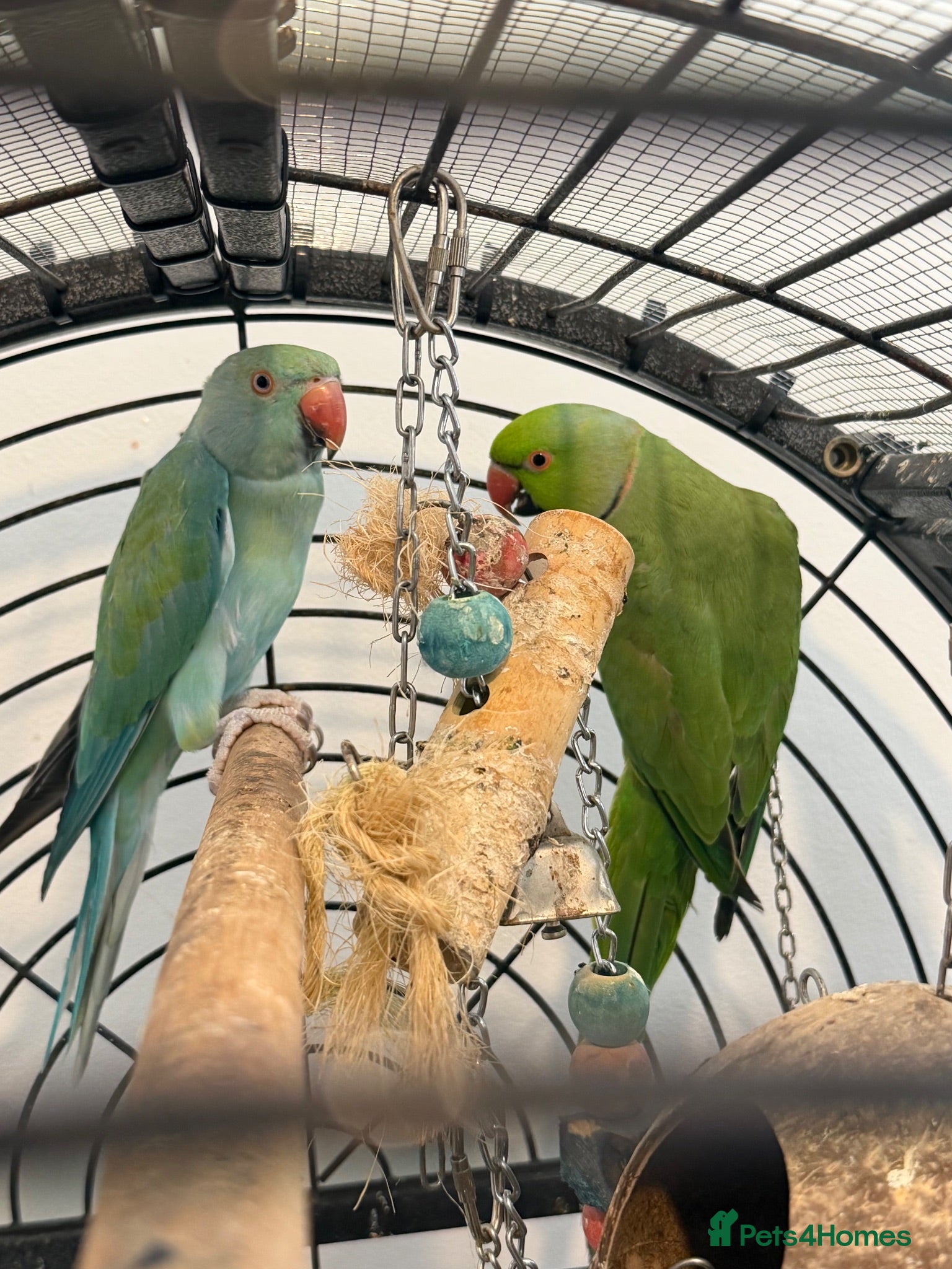 Ringnecks birds Male and Female Ringnecks - Advert 3