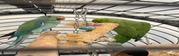 Ringnecks birds for sale: Male and Female Ringnecks in Rugeley - Advert 1