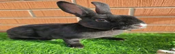 Mini Lop rabbits for sale: Mini Rex  - Advert 2