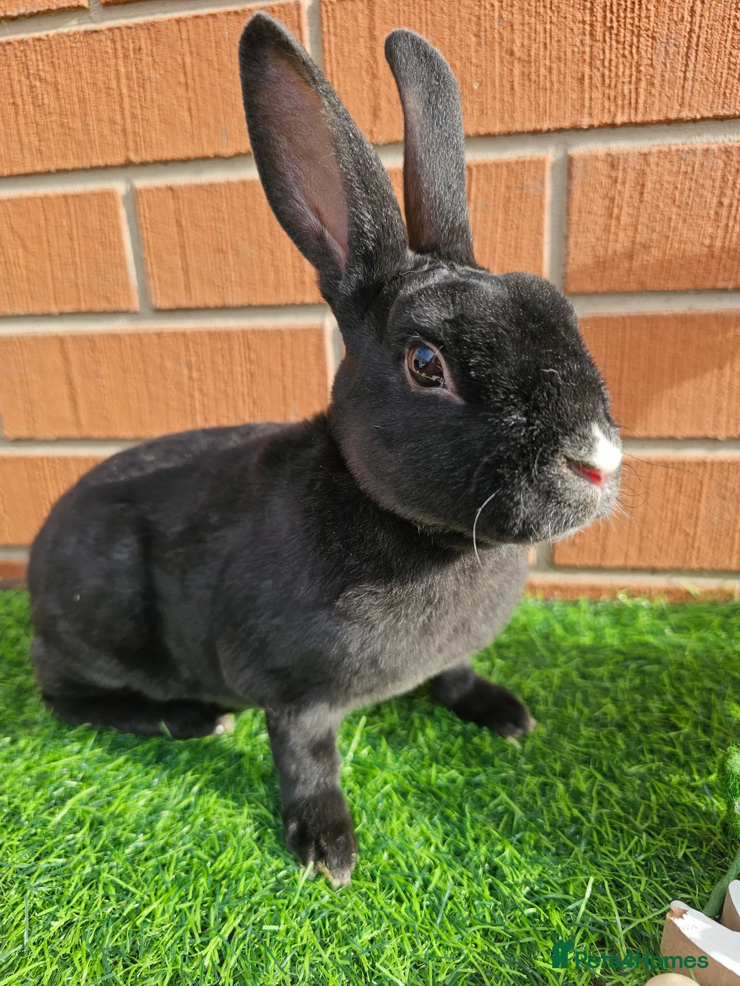 Mini Lop rabbits for sale: Mini Rex  - Advert 2