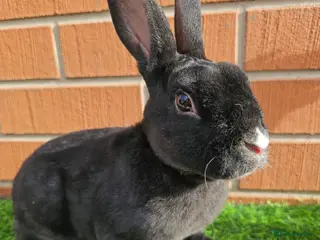 Mini Lop rabbits Mini Rex - Advert 17