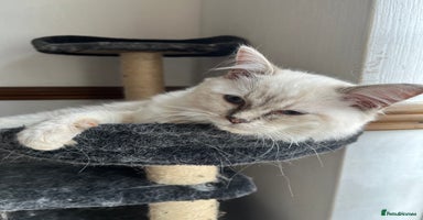 Ragdoll cats - Advert 8