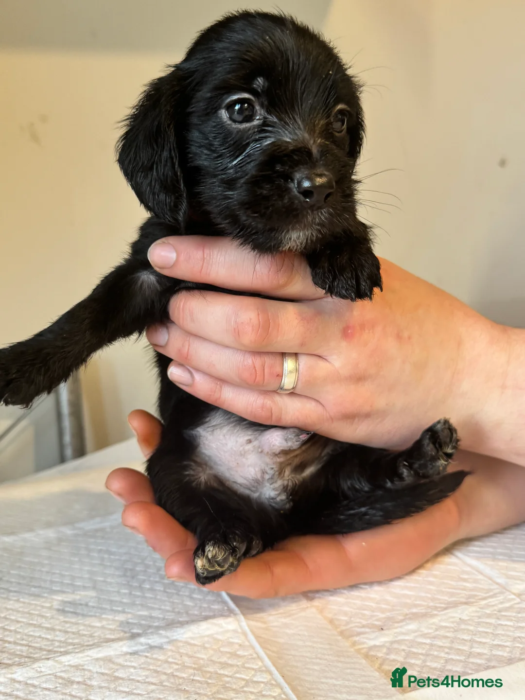 Doxiepoo dogs for sale: Doxiepoo pups  - Advert 4