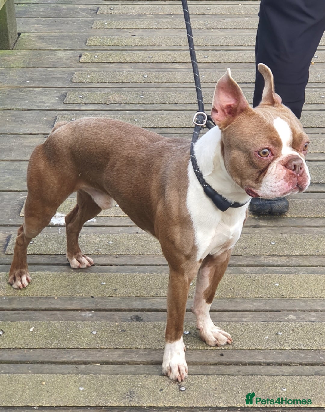 Boston Terrier dogs Beautiful boston for stud in Manchester - Advert 3