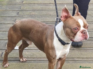 Boston Terrier dogs in Manchester - Advert 2