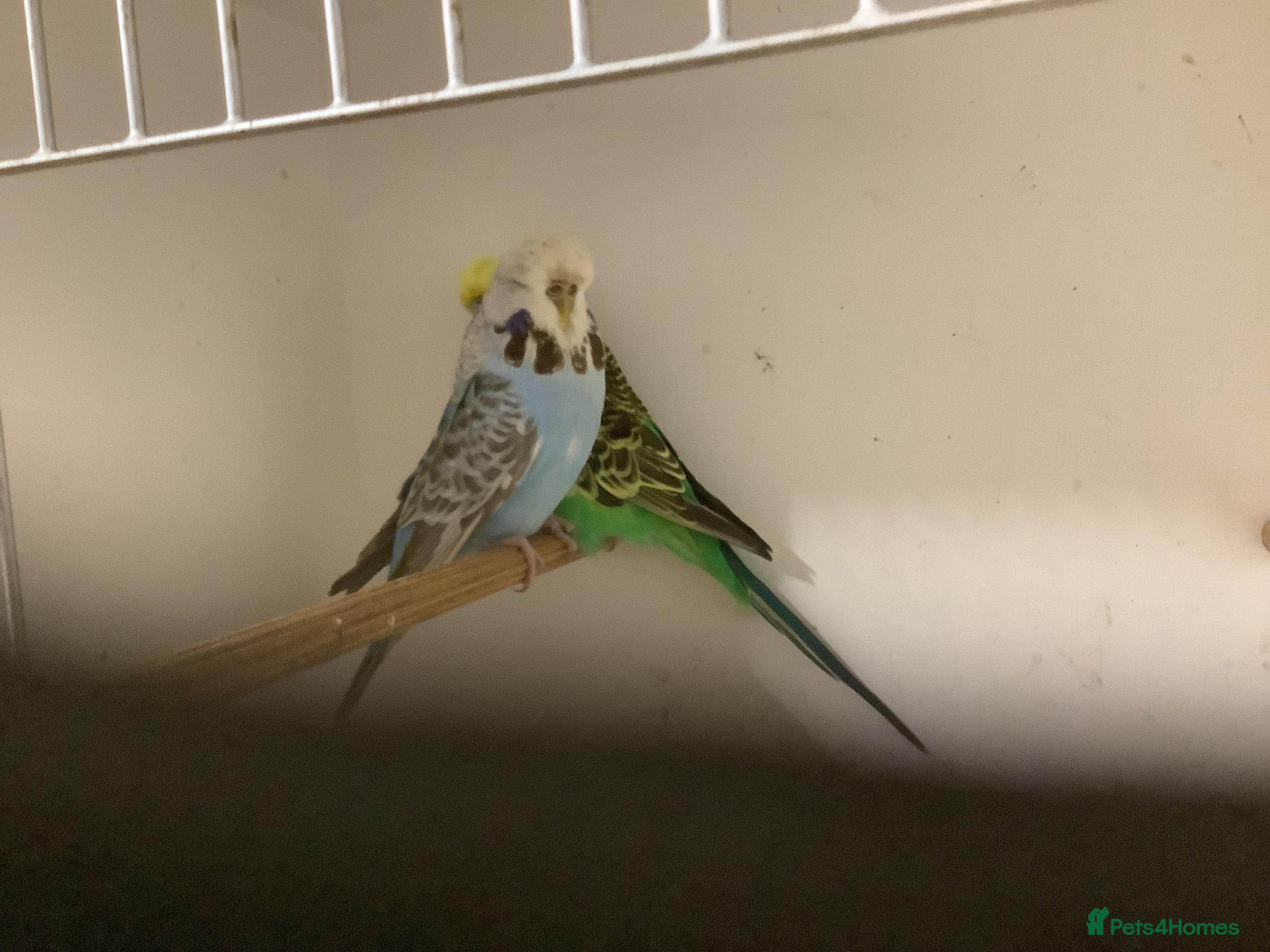 Budgerigars birds Adult Pair Budgies - Advert 4