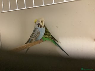 Budgerigars birds Adult Pair Budgies - Advert 3