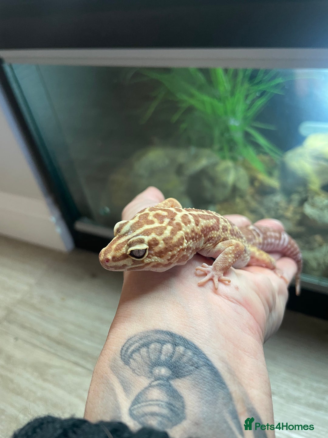 Leopard Gecko reptiles for sale: 2 Female Leopard Geckos (4 years old) – Full Setup - Advert 11