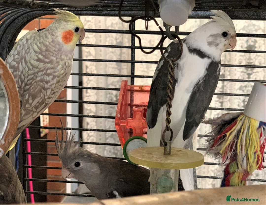 Cockatiels birds for sale:  cockatiels parrots for sale  - Advert 3