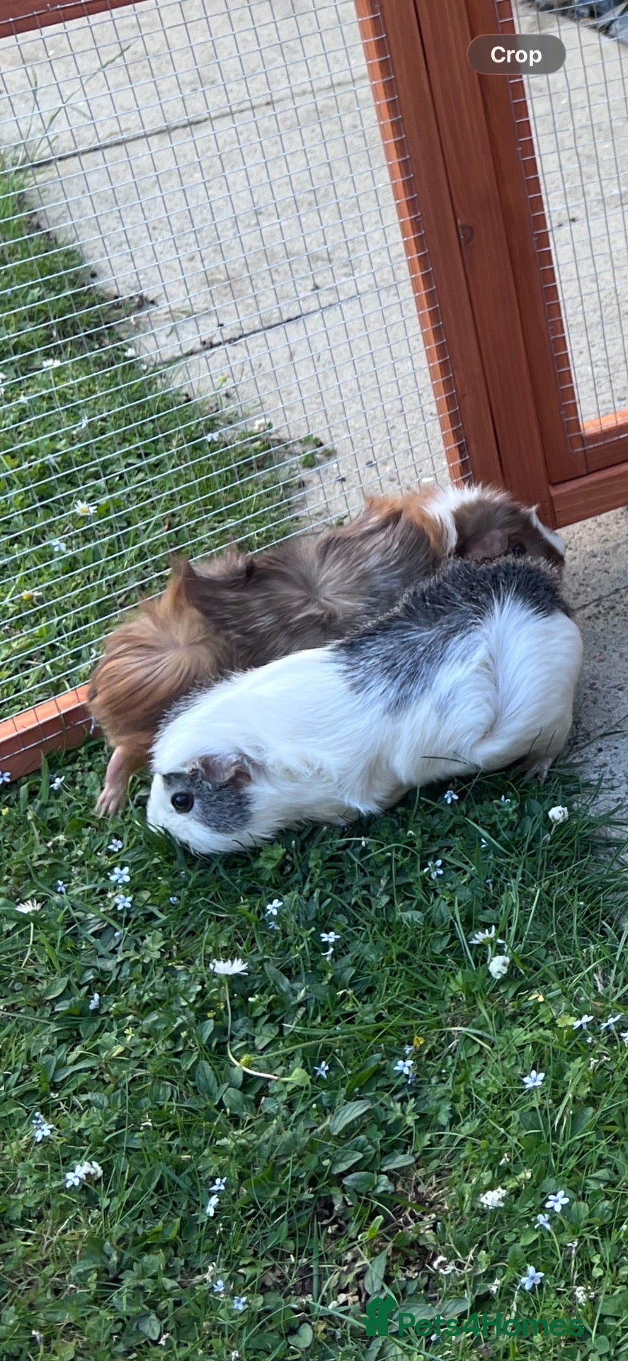 Guinea Pig rodents Guinea pigs females  - Advert 1