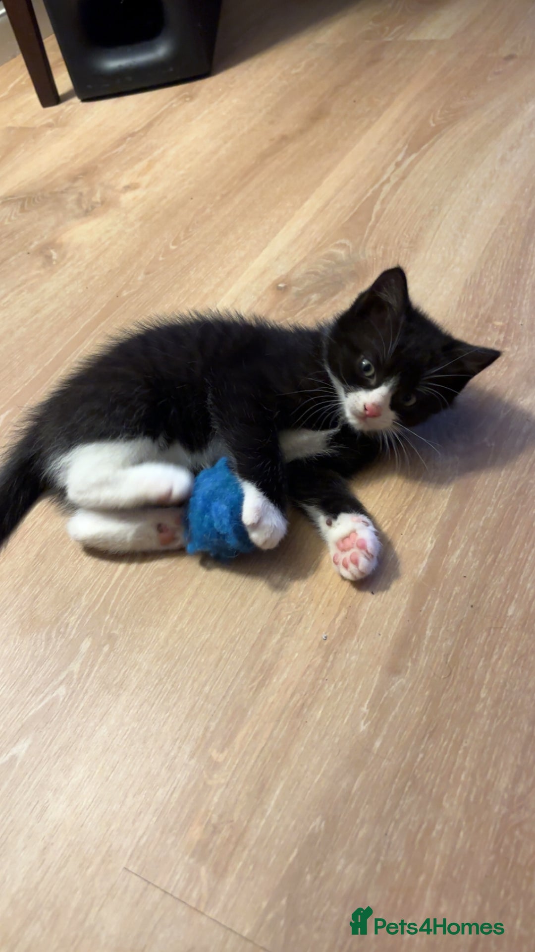 Mixed Breed cats for sale: 3 Ragdoll X Kittens  - Advert 3