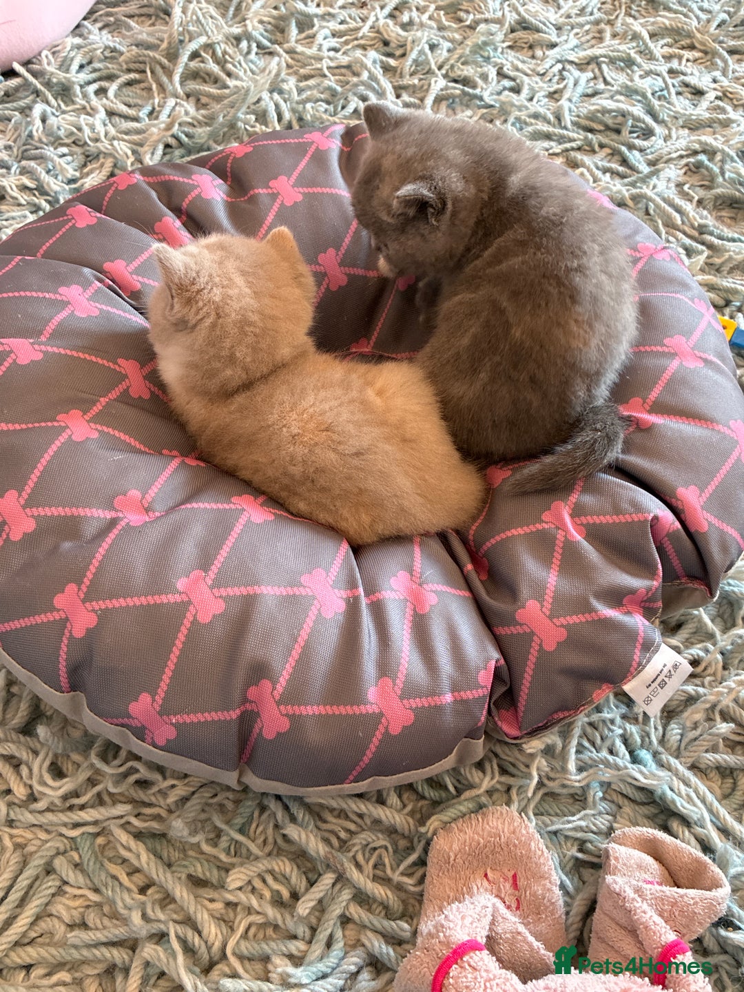 British Shorthair cats for sale: 3 LEFT - TICA BRITISH SHORTHAIRED KITTENS - Image 22