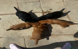 Cocker Spaniel dogs for sale: 2 male cocker spaniel pups for sale - Image 3