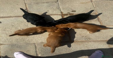 Cocker Spaniel dogs - Advert 6