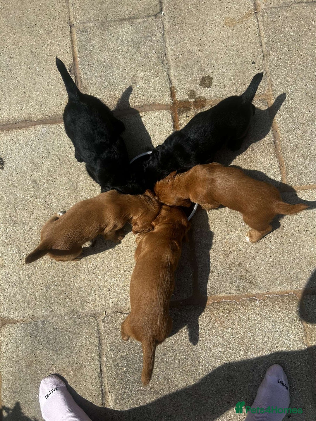 Cocker Spaniel dogs for sale: 2 male cocker spaniel pups for sale - Image 3