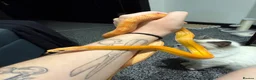 Corn Snake reptiles for sale: 2 corn snakes for sale  - Advert 2