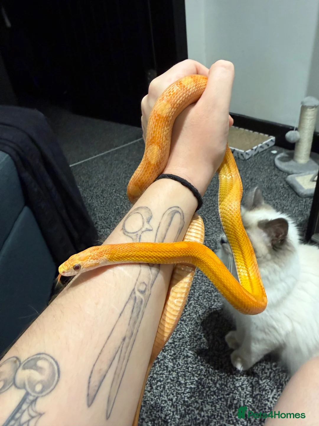 Corn Snake reptiles for sale: 2 corn snakes for sale  - Advert 2