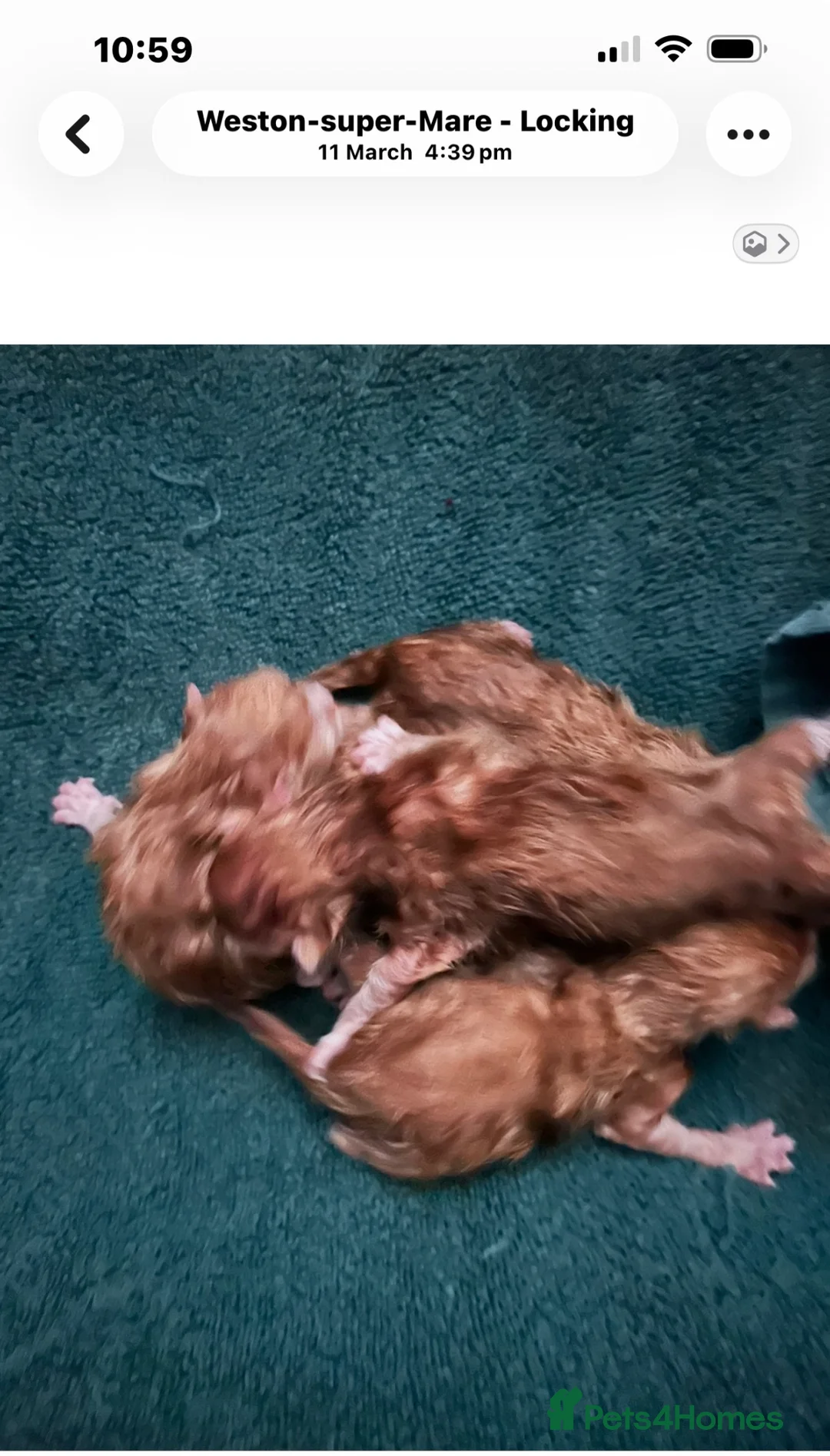 Persian cats for sale: Persian cross female kittens  - Advert 2