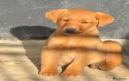 Labrador Retriever dogs for sale: 🧡Fabulous Chunky Boy🧡 - Image 2