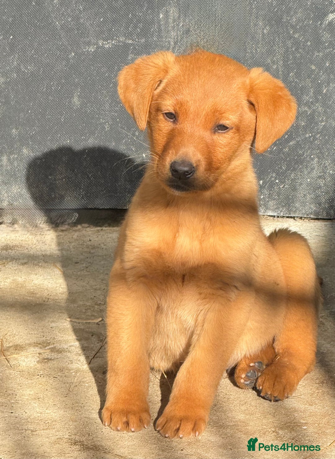 Labrador Retriever dogs for sale: 🧡Fabulous Chunky Boy🧡 - Image 2