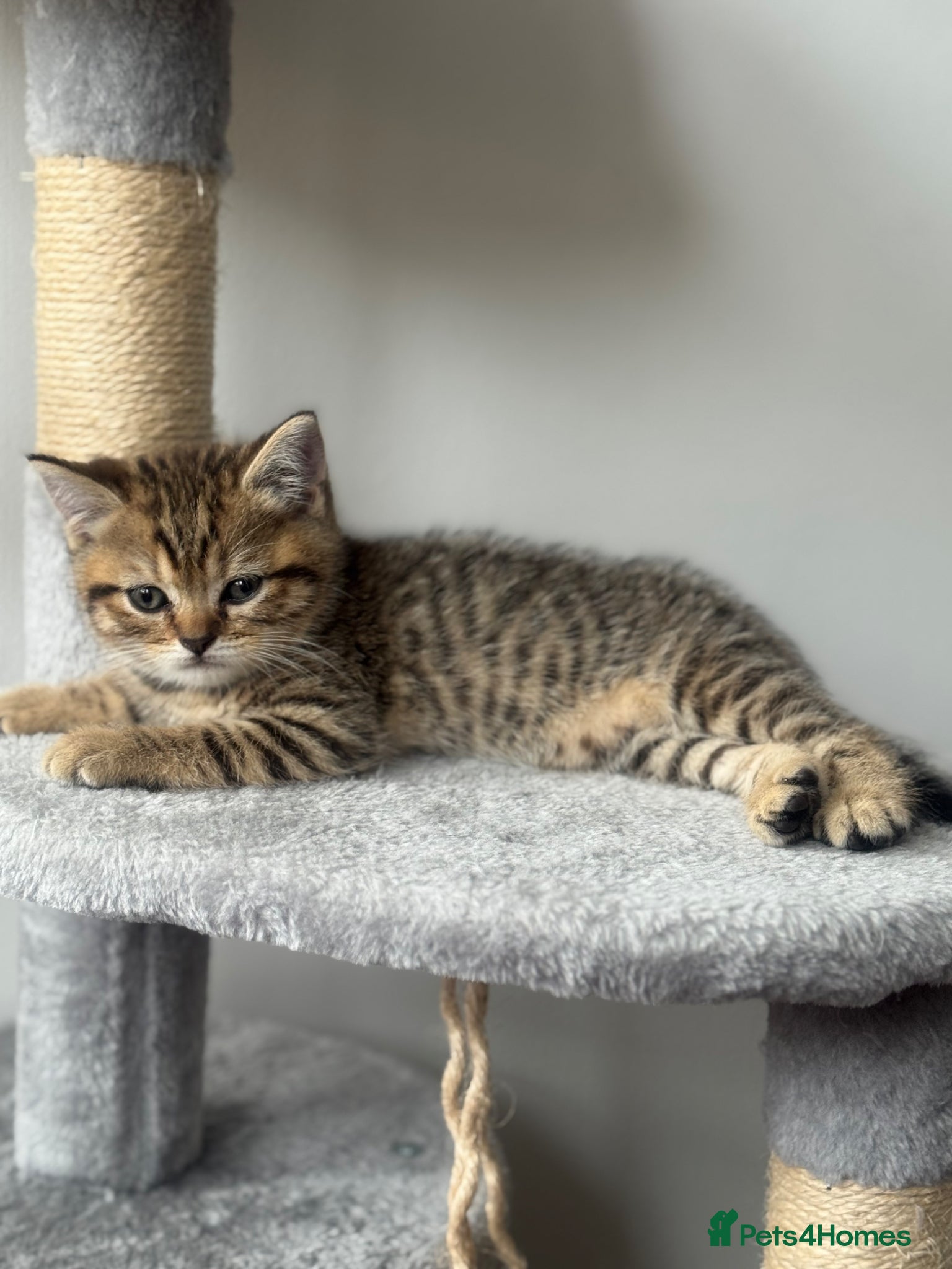 British Shorthair cats for sale: 1 male , 1 female  - Advert 6