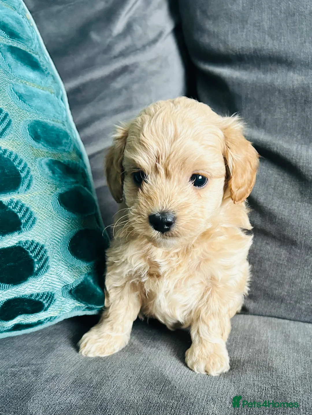 Maltipoo dogs for sale: ✨ READY NOW Tiny Asian F1B Maltipoo Puppies ✨ - Advert 2