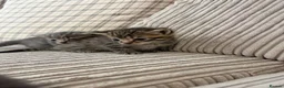Mixed Breed cats for sale: Bengal x kittens  - Advert 2