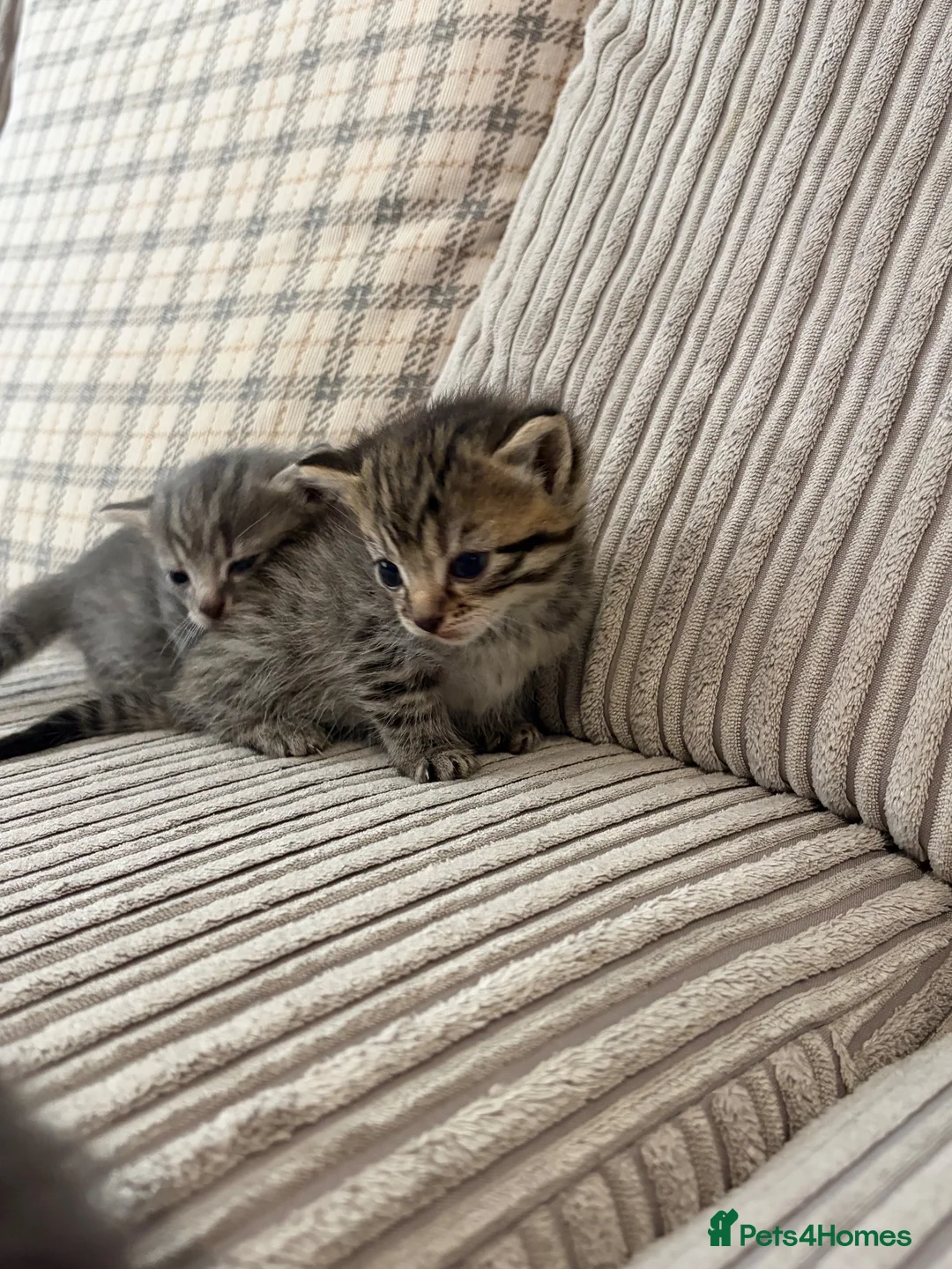 Mixed Breed cats for sale: Bengal x kittens  - Advert 2