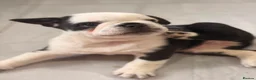 French Bulldog dogs for sale: French bulldog puppies  - Advert 11