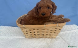 Cockapoo dogs for sale: Gorgeous Cockerpoo F1b - Image 5