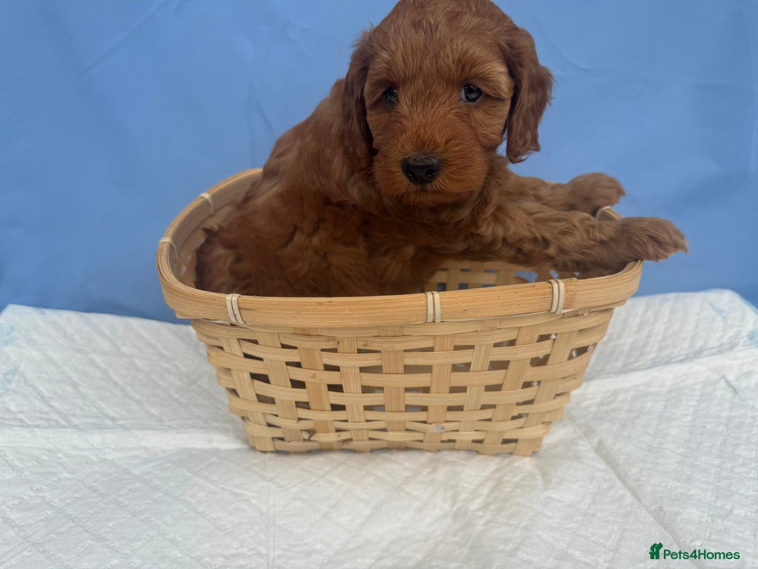 Cockapoo dogs for sale: Gorgeous Cockerpoo F1b - Image 5
