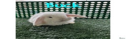 Mini Lop rabbits for sale: Pure breed mini lop  - Advert 3