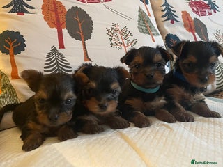 Yorkshire Terrier dogs ✨Lovely KC Yorkie Puppies Ozmillion champion✨ - Advert 7