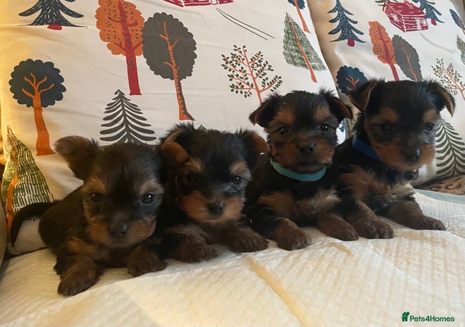 Yorkshire Terrier dogs ✨Lovely KC Yorkie Puppies Ozmillion champion✨ - Advert 6