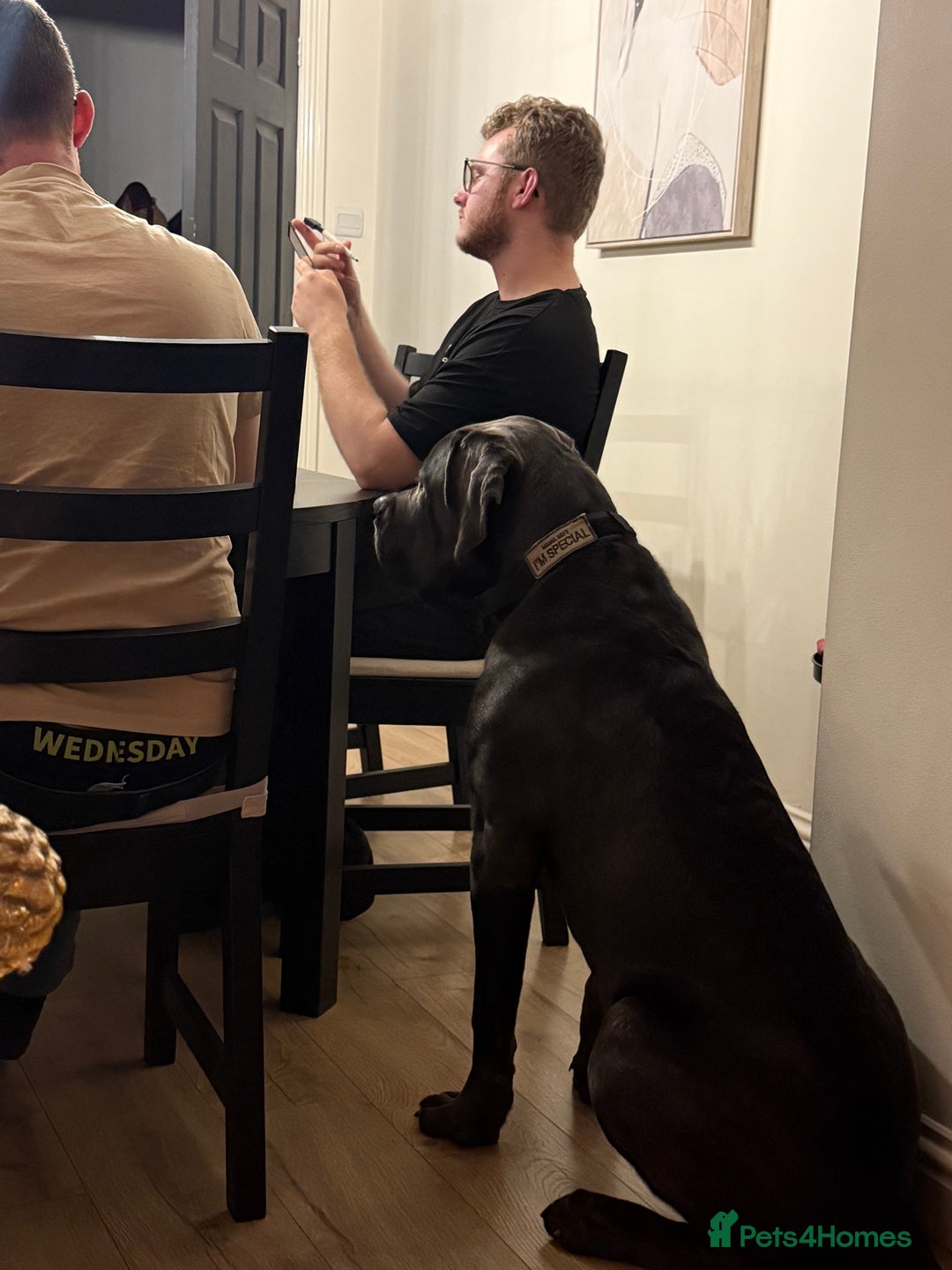 Cane Corso dogs for sale: Cane corso male - Advert 2