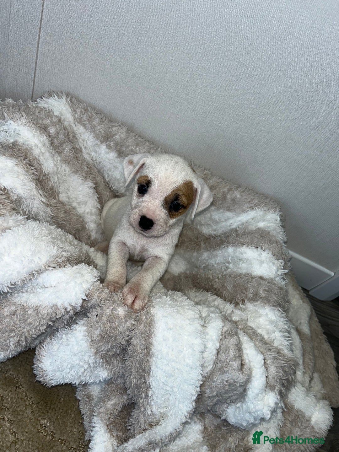 Jack Russell dogs for sale: Jack Russel puppies  - Image 11